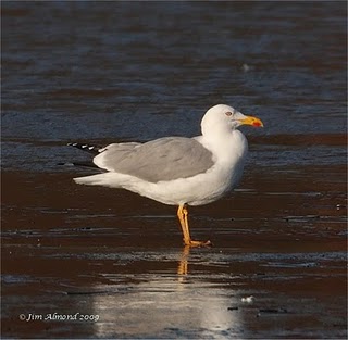 Yellow-legged Gull